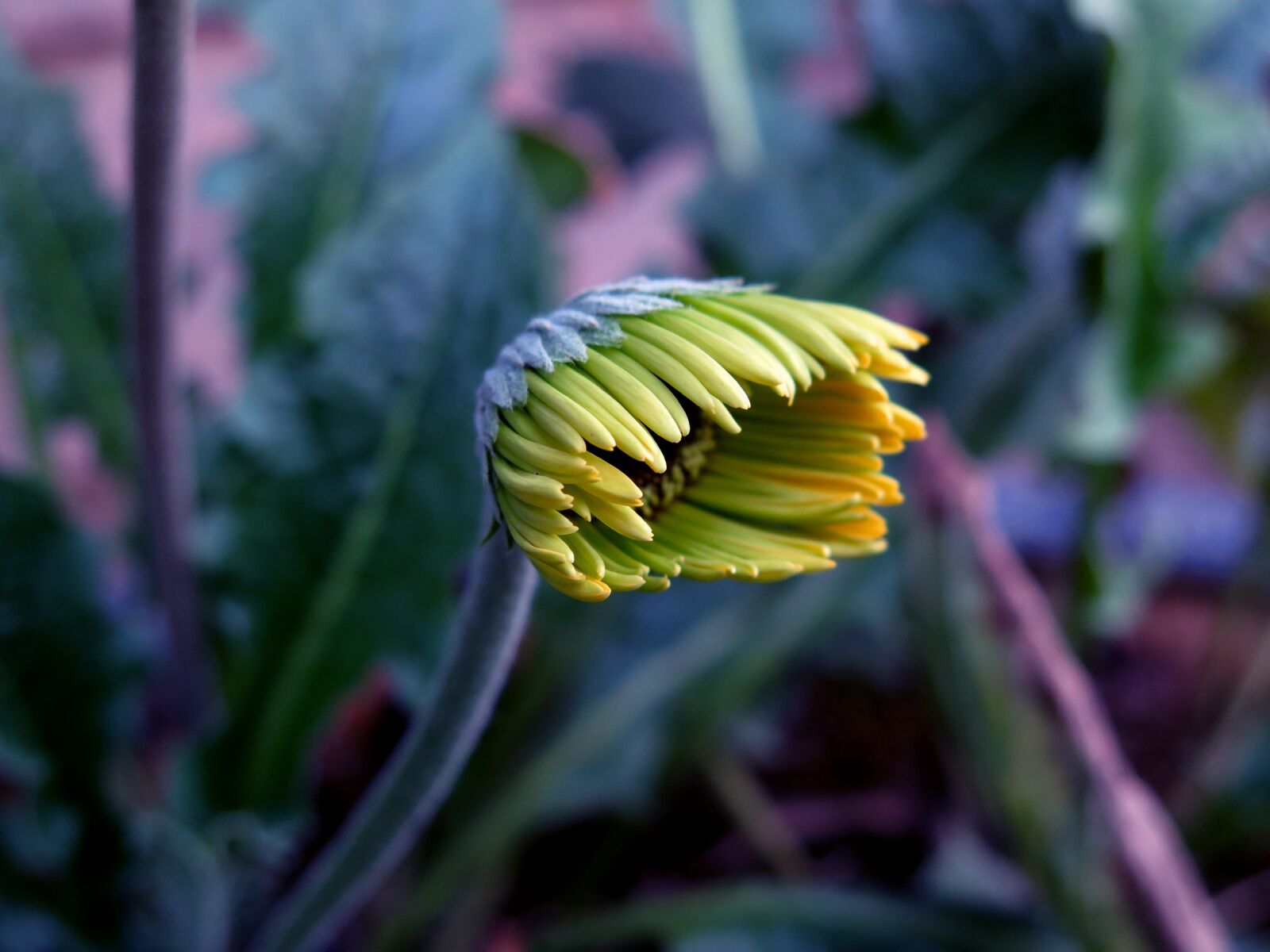Canon PowerShot G16 sample photo. Gerbera, gerbera flower, natural photography