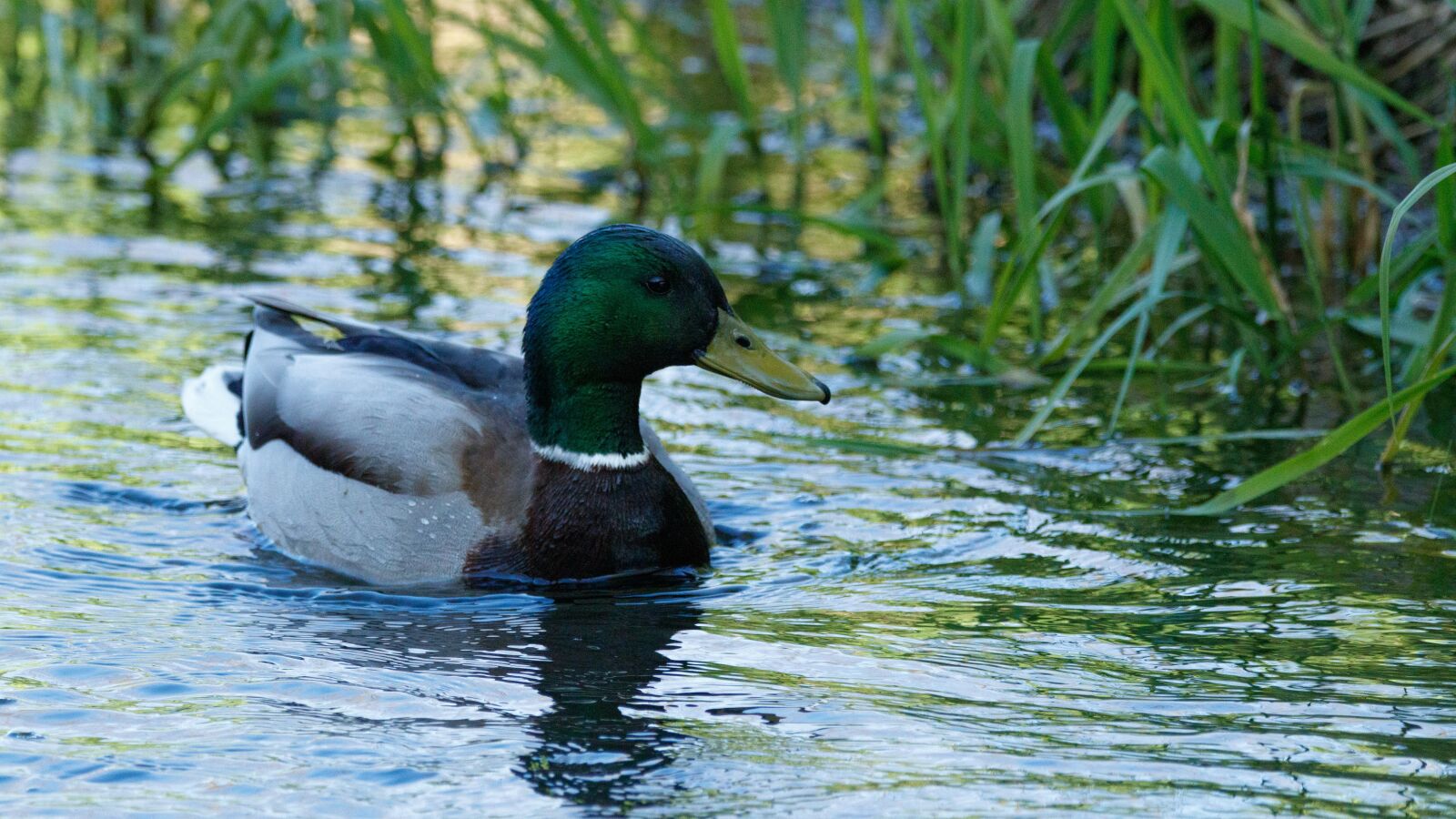 150-600mm F5-6.3 DG OS HSM | Contemporary 015 sample photo. Mallard, bach, water photography