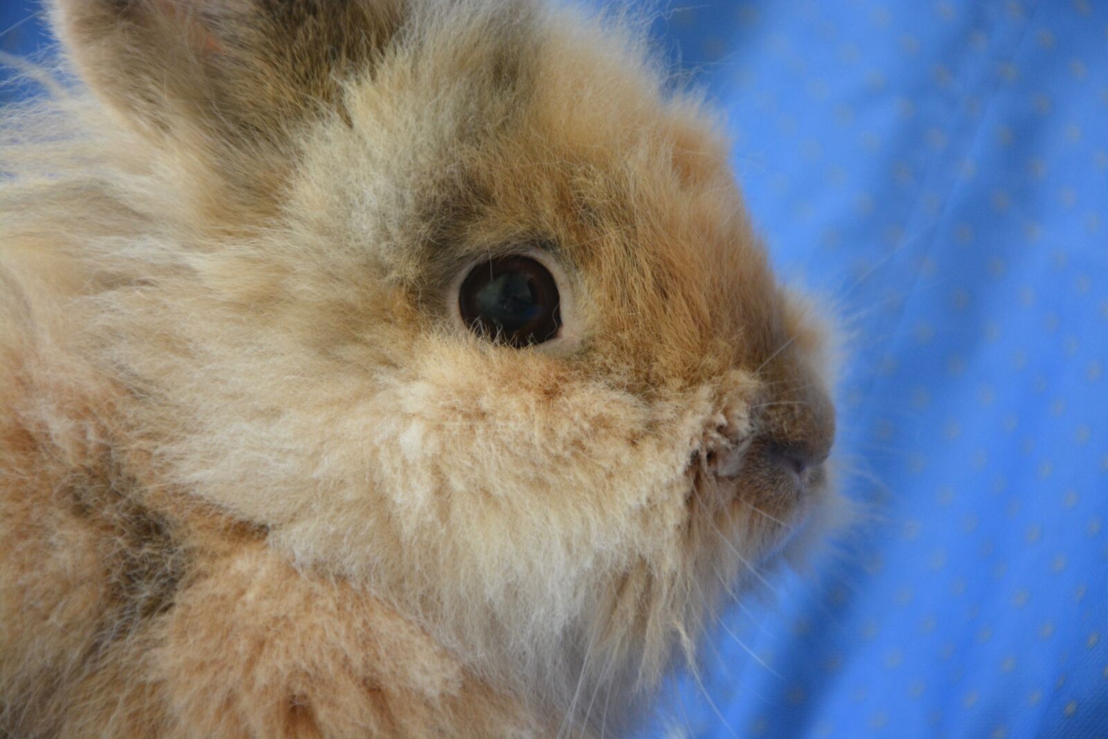 Nikon D5200 sample photo. Dwarf rabbit, head profile photography