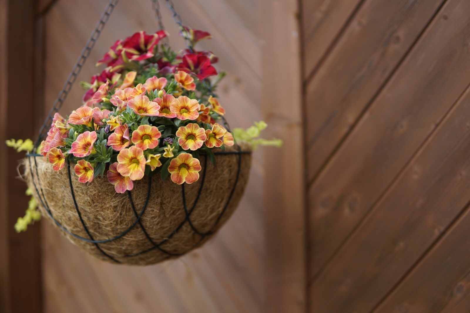 30mm F1.4 DC DN | Contemporary 016 sample photo. Hanging basket, hanging traffic photography