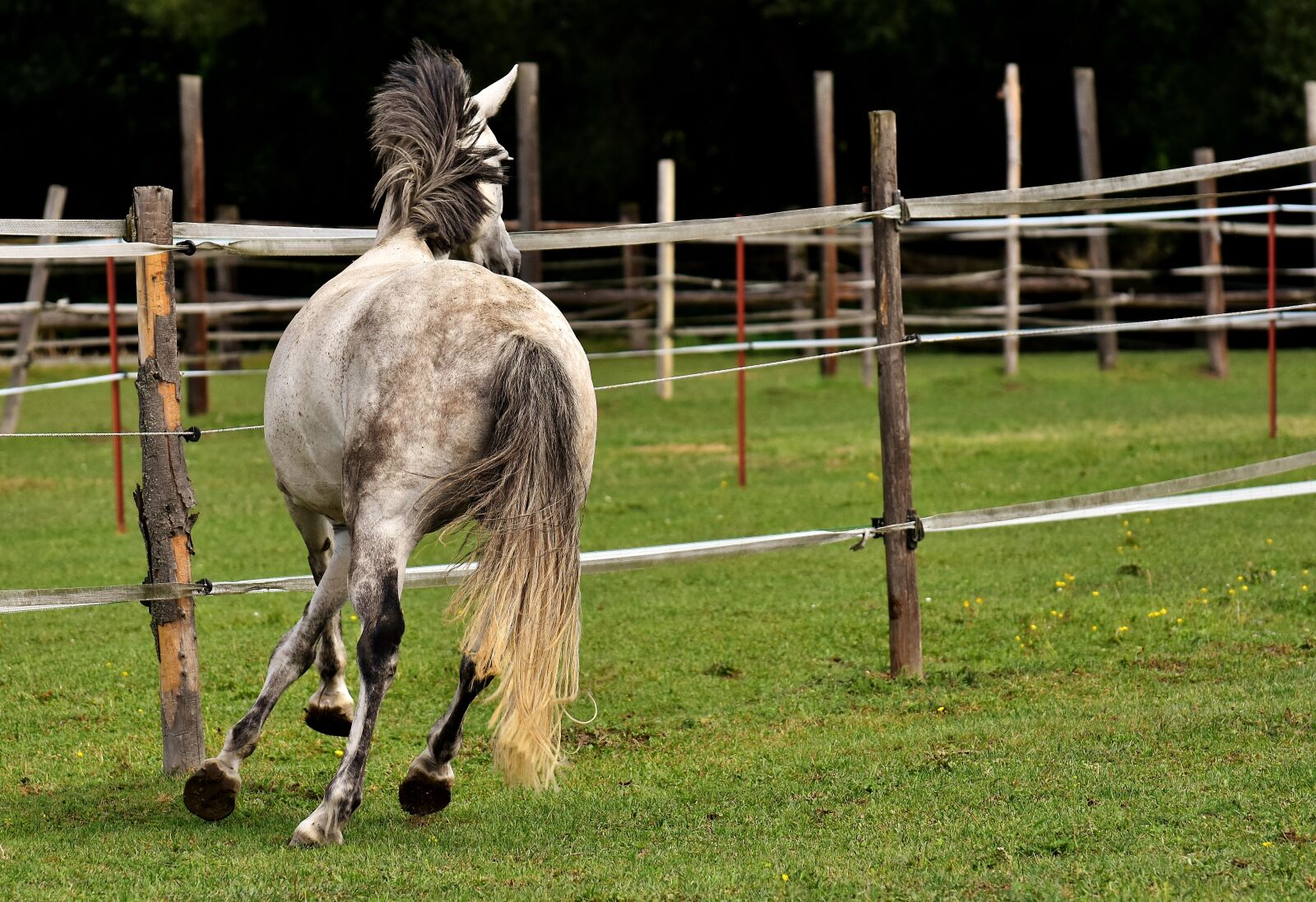 Nikon D7200 sample photo. Mold, horse, love for photography