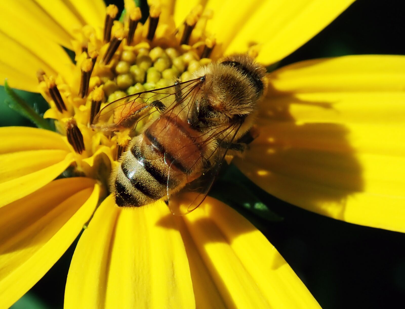 Olympus TG-5 sample photo. Bee, insect, flower photography