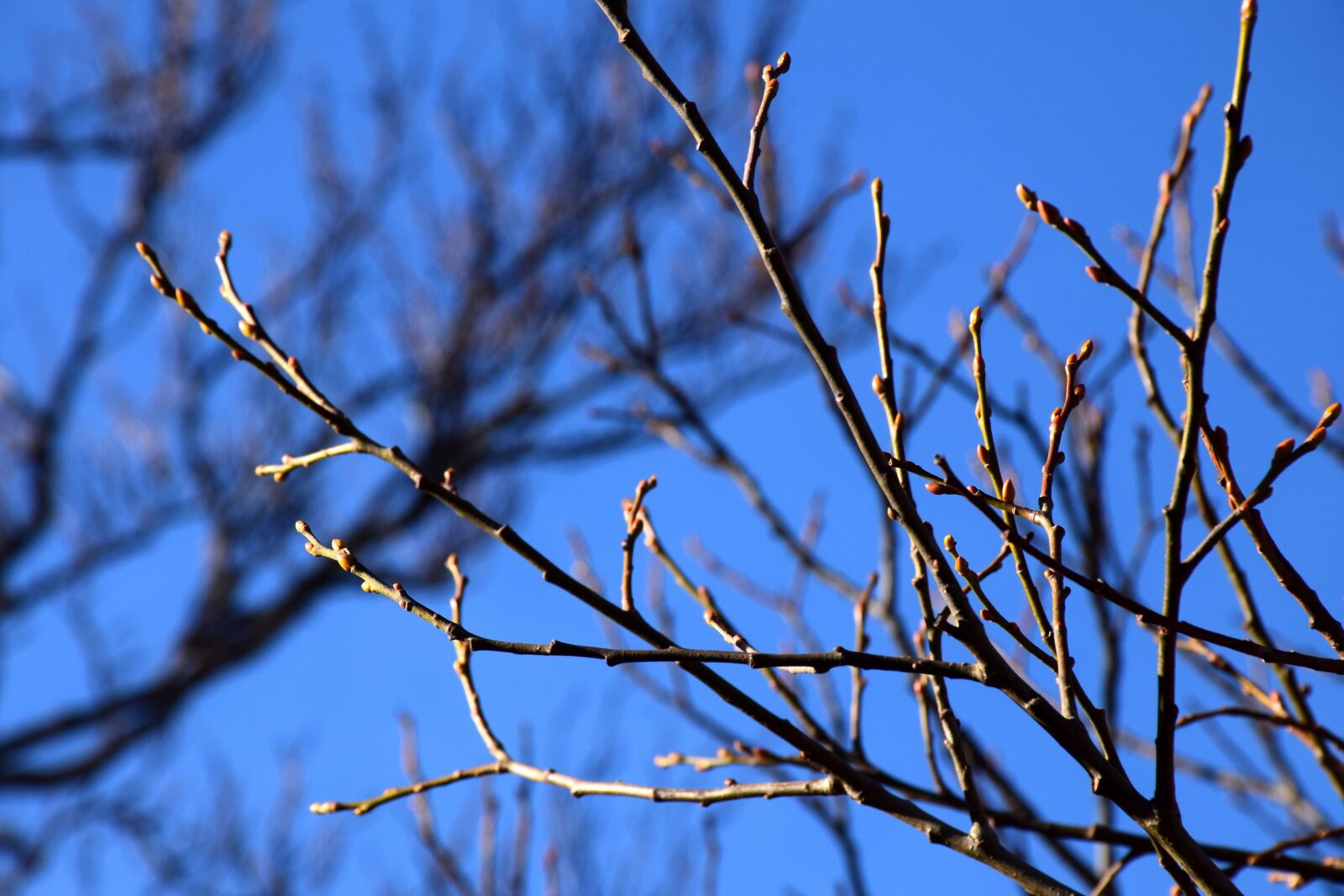 Nikon D5300 sample photo. Buds, sky, branches photography