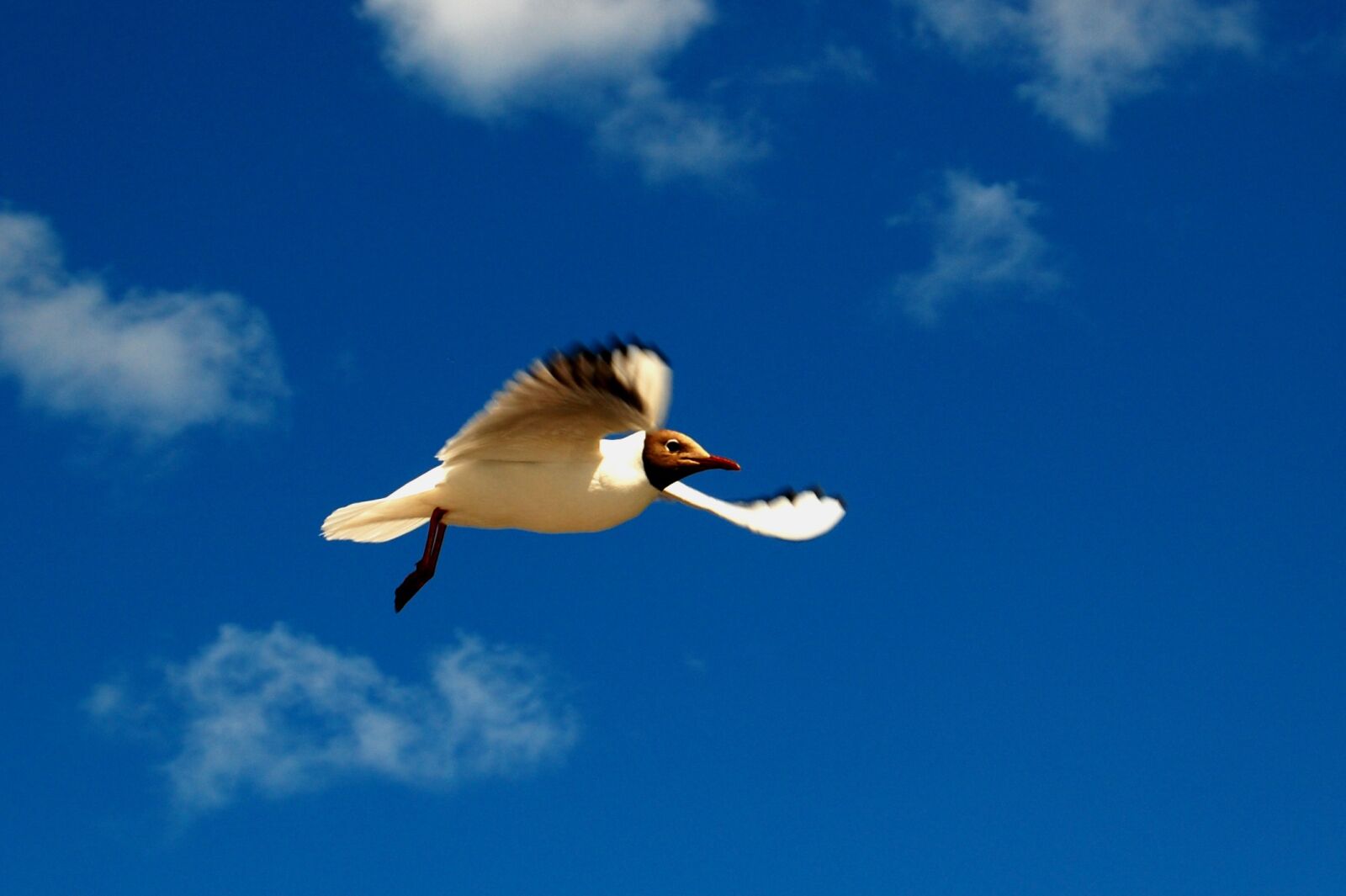 Nikon D40 sample photo. Black-headed gull, gull, himmel photography