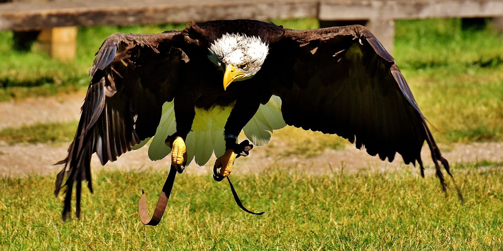 Nikon D7200 sample photo. Adler, bald eagles, bird photography