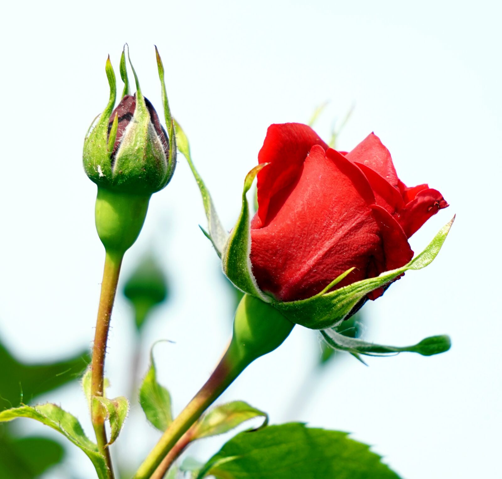 Sony Alpha a5000 (ILCE 5000) + Sony E 55-210mm F4.5-6.3 OSS sample photo. Rose, blossom, bloom photography