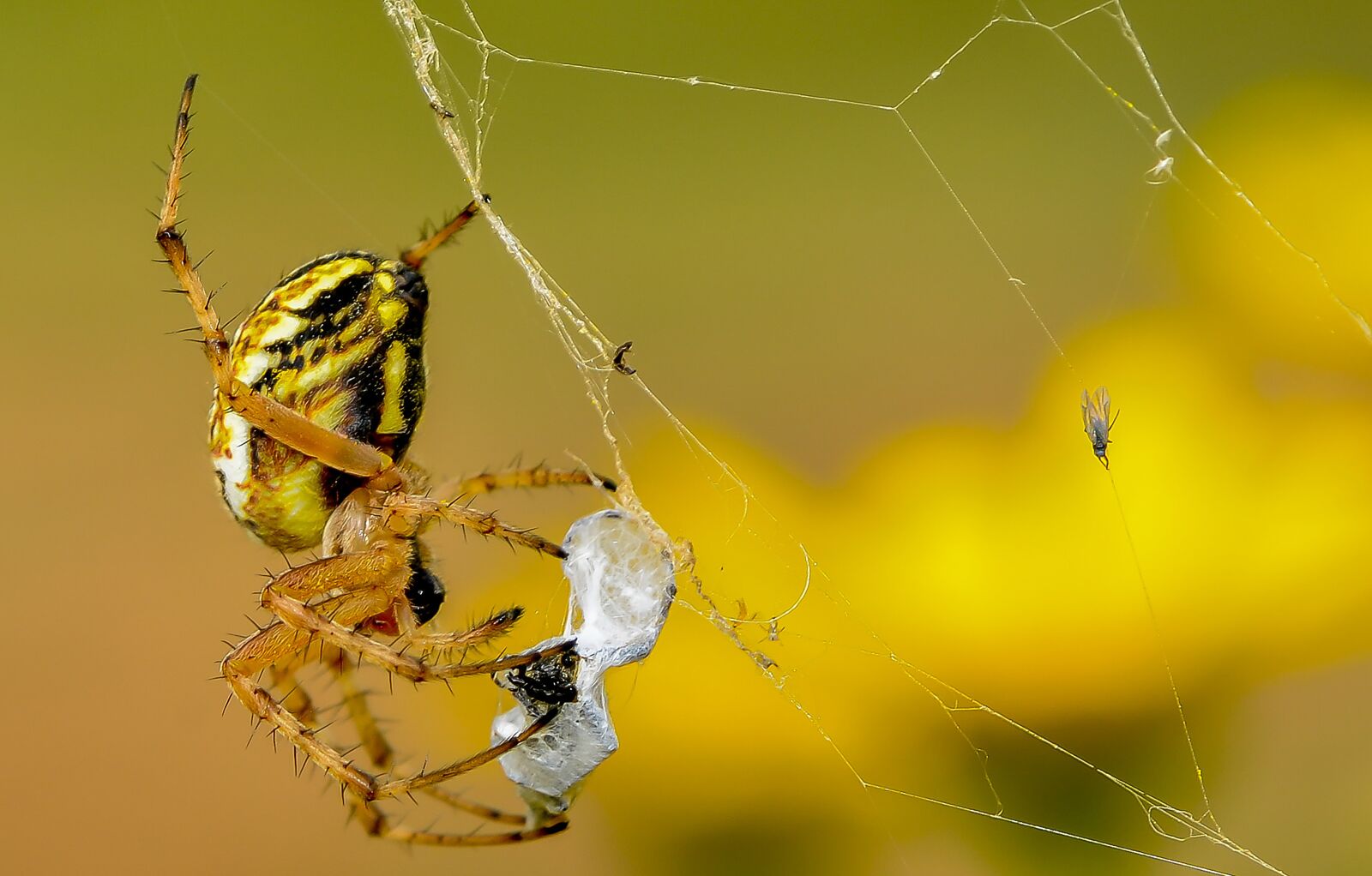 Nikon D7000 sample photo. Spider, wild, nature photography