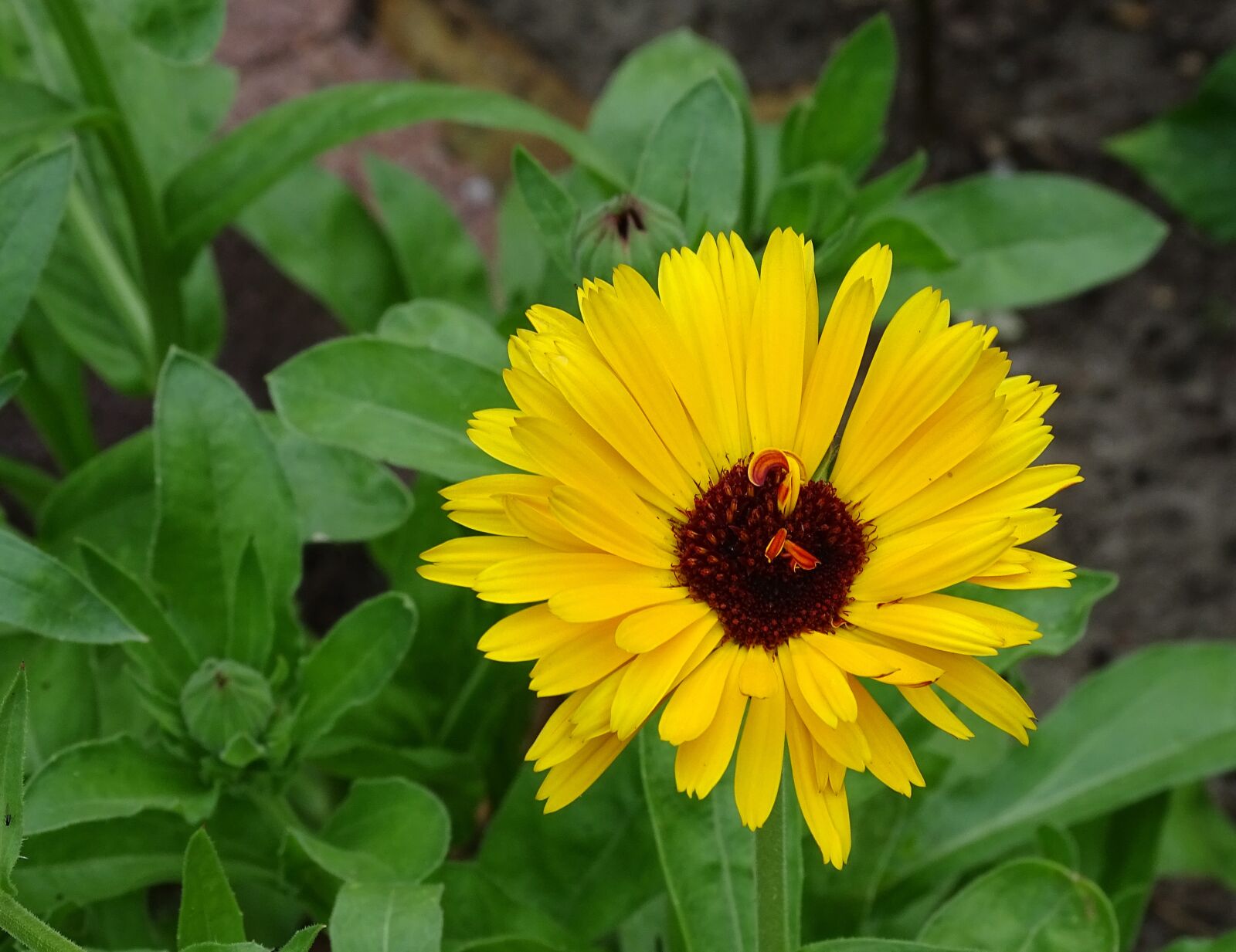 Sony Cyber-shot DSC-HX400V sample photo. Marigold, summer flower, edible photography
