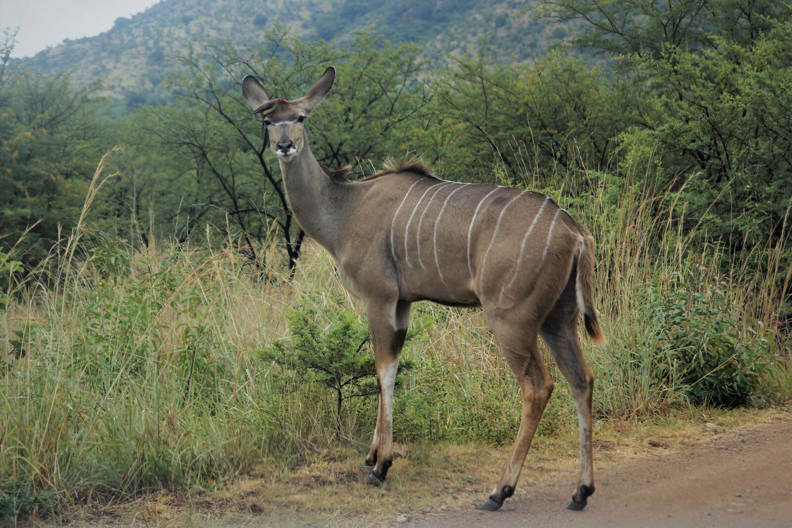 Canon EOS 60D sample photo. Kudu, doe, female photography