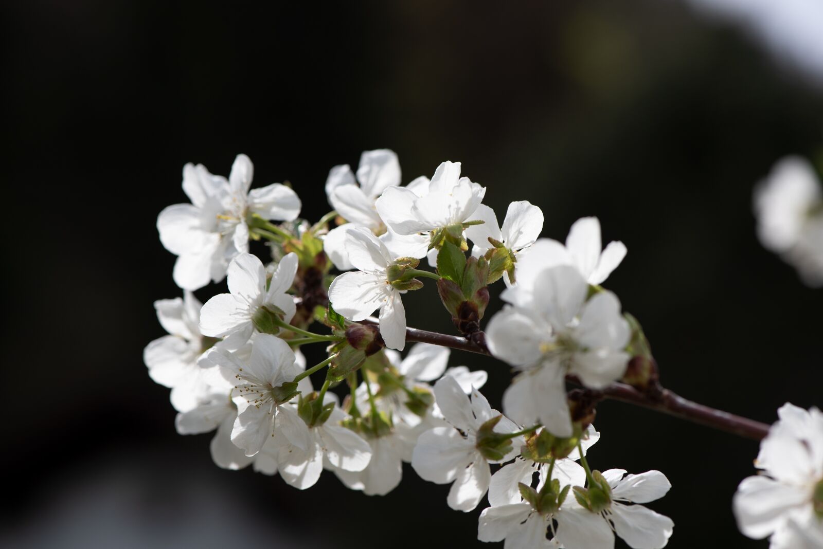 Nikon D750 sample photo. Flowers, white, branch photography