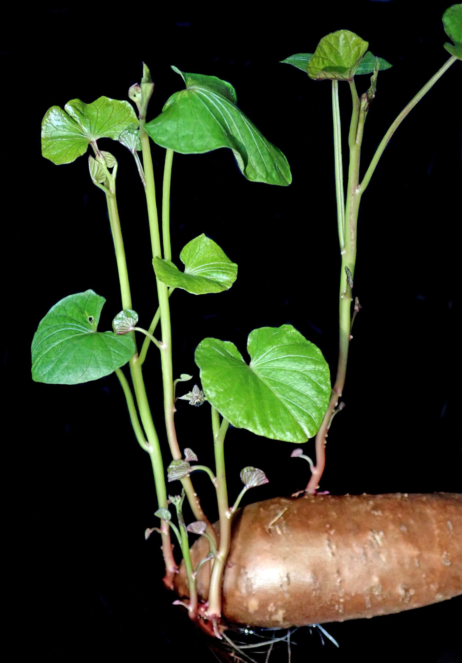 Olympus TG-5 sample photo. Vegetable, sweet potato, sprouting photography