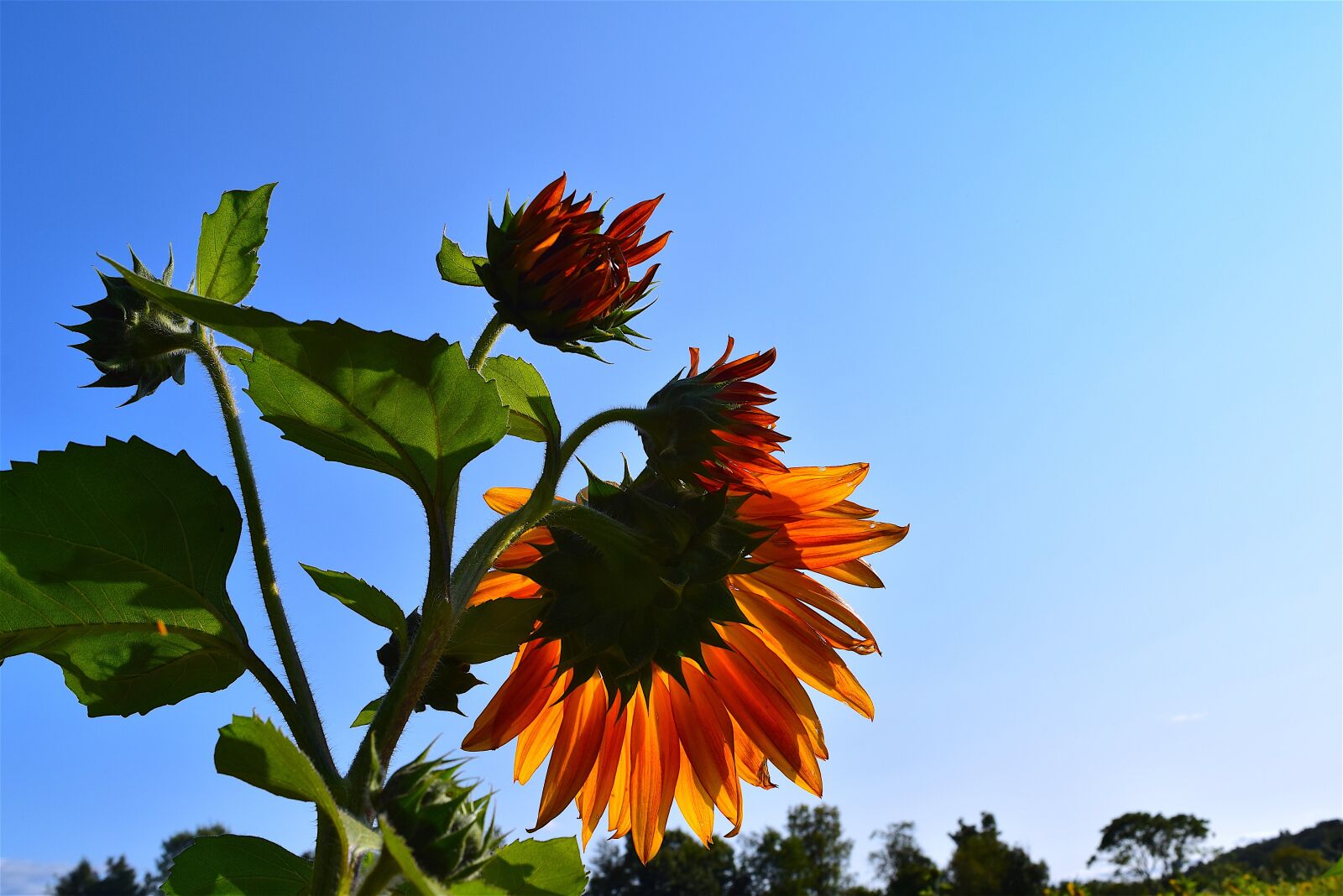 Nikon D3300 sample photo. Sunflower, orange, nature photography
