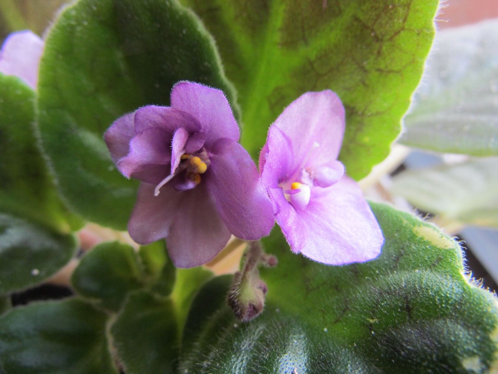 Canon PowerShot SX30 IS sample photo. Violet, flowers, leaf photography