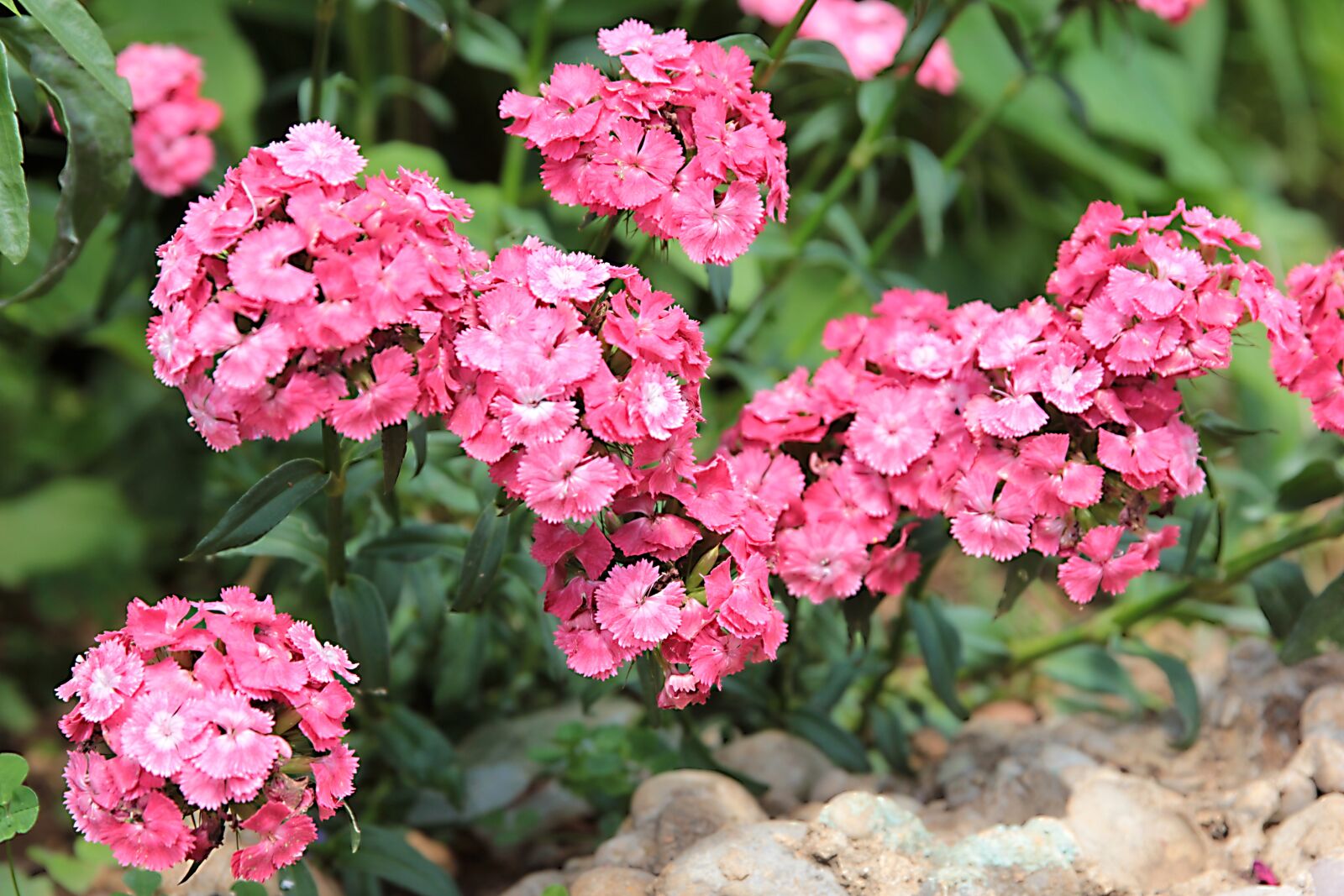 Canon EOS 550D (EOS Rebel T2i / EOS Kiss X4) sample photo. Sweet william, husnuyusuf, plant photography