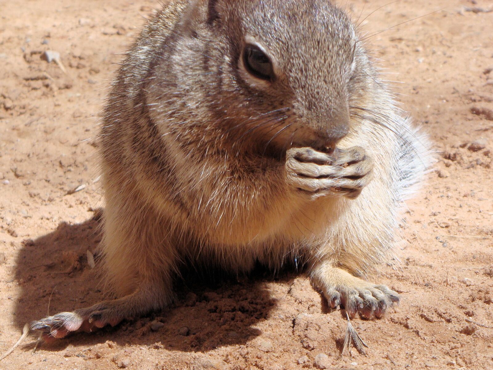 Sony DSC-T100 sample photo. Squirrel, animal, ground squirrel photography