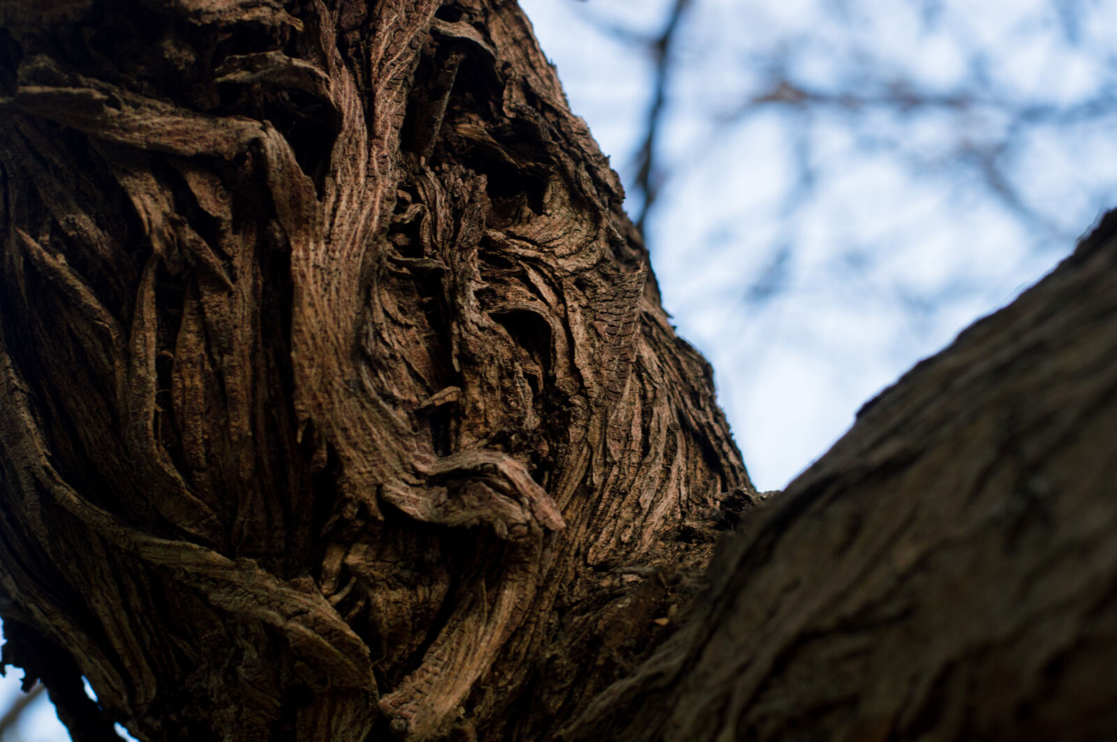 Nikon D3200 + Nikon AF-S Nikkor 50mm F1.8G sample photo. Texture, wood photography