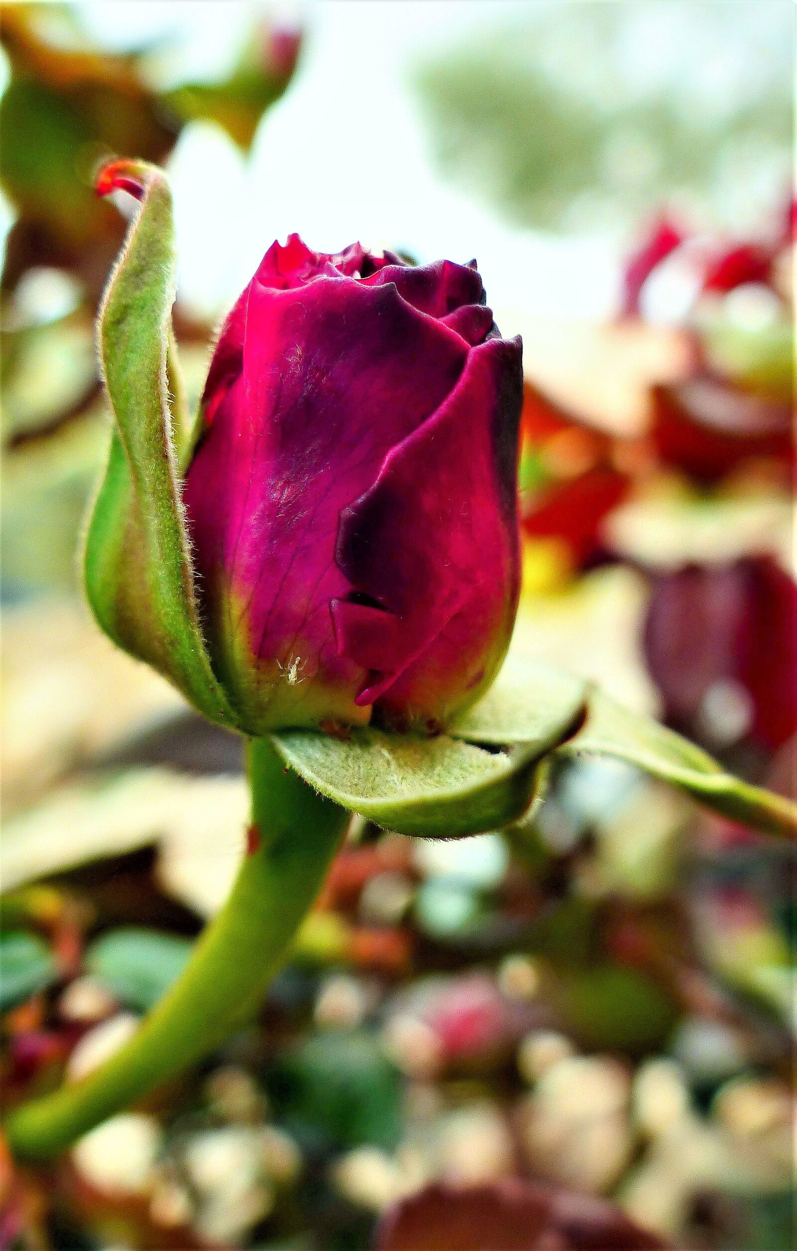 Panasonic Lumix DMC-FZ200 sample photo. Nature, flower, plant photography