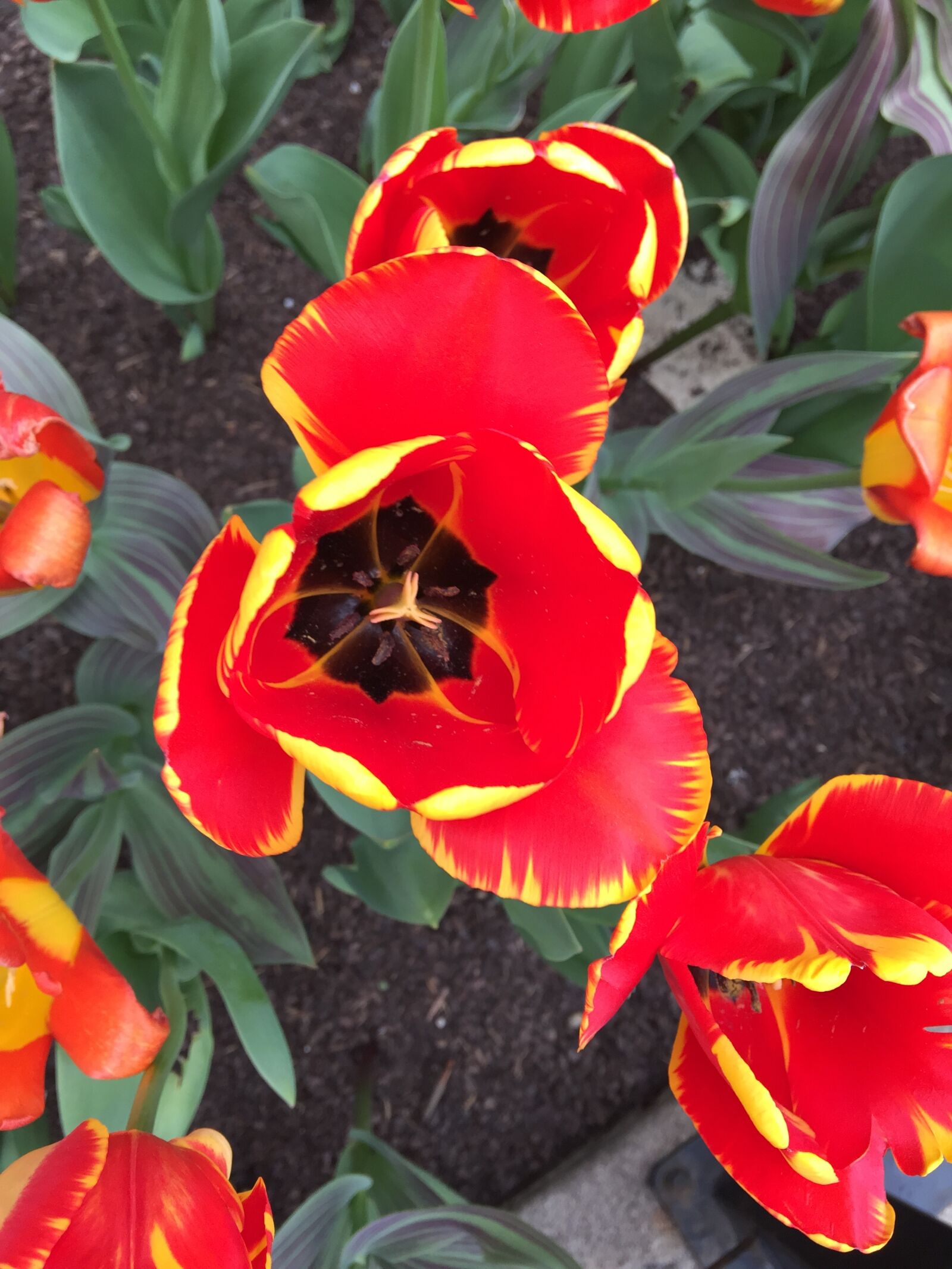 Apple iPhone 6 sample photo. Tulips photography