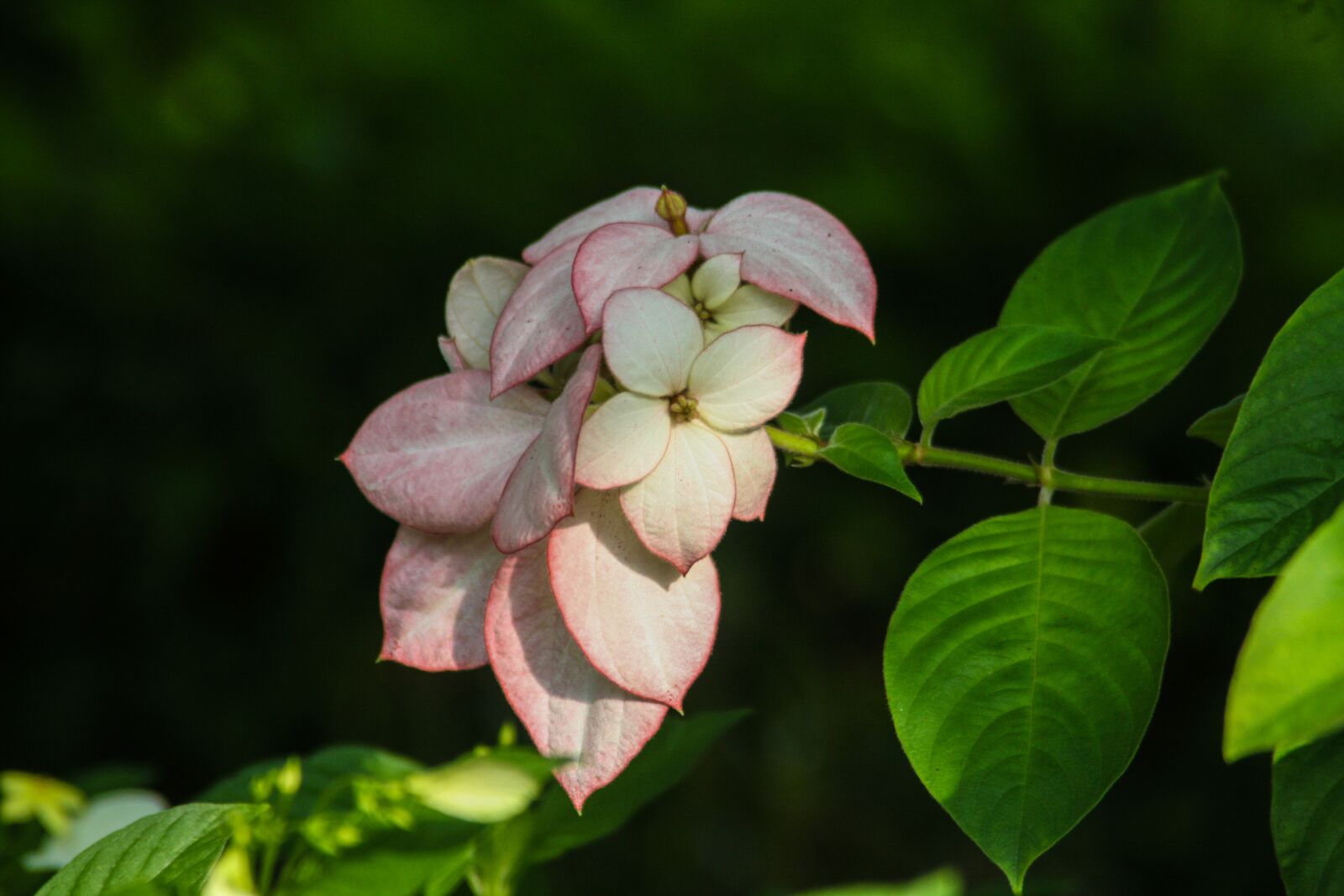 Canon EOS 40D sample photo. Flowers, plant, nature photography