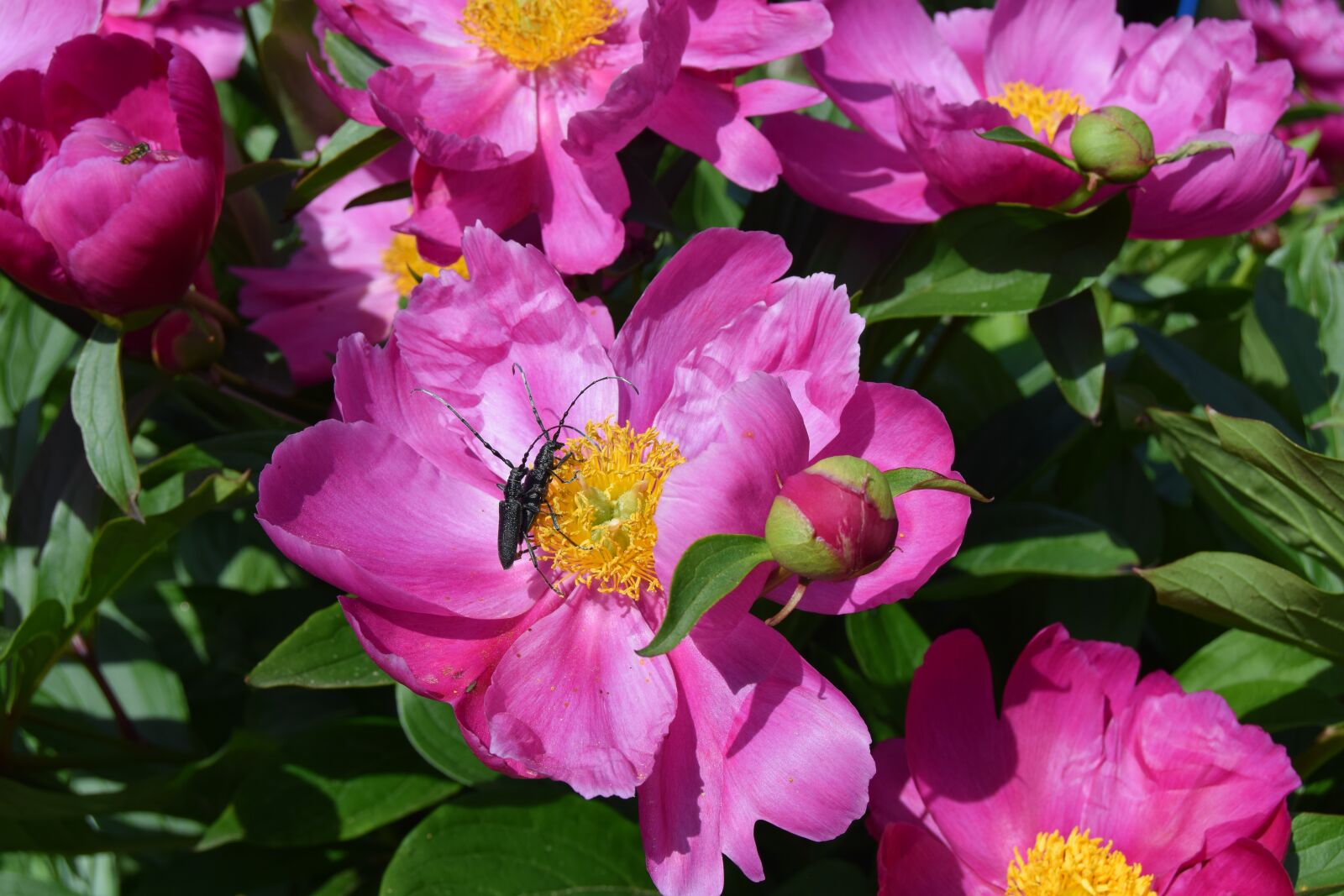 Nikon D3300 sample photo. Nature, flower, peony photography