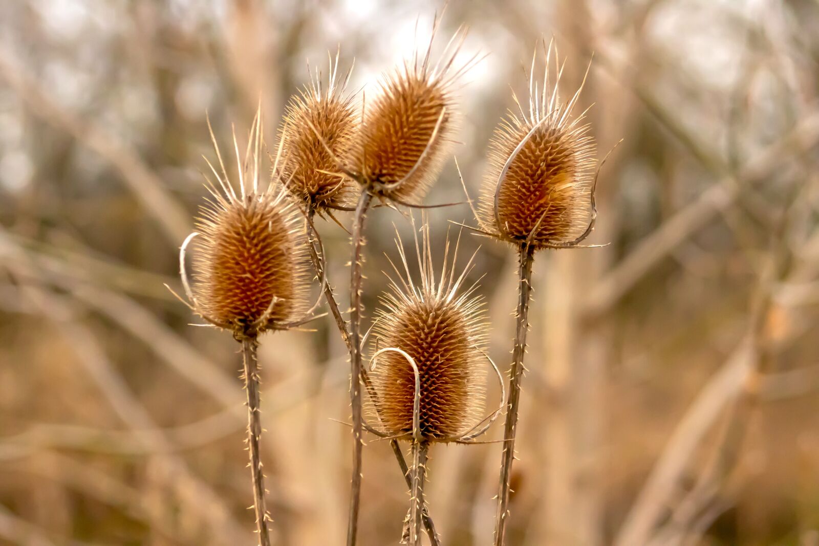Canon EF75-300mm f/4-5.6 sample photo. Wildflower, stalk, szam rk photography