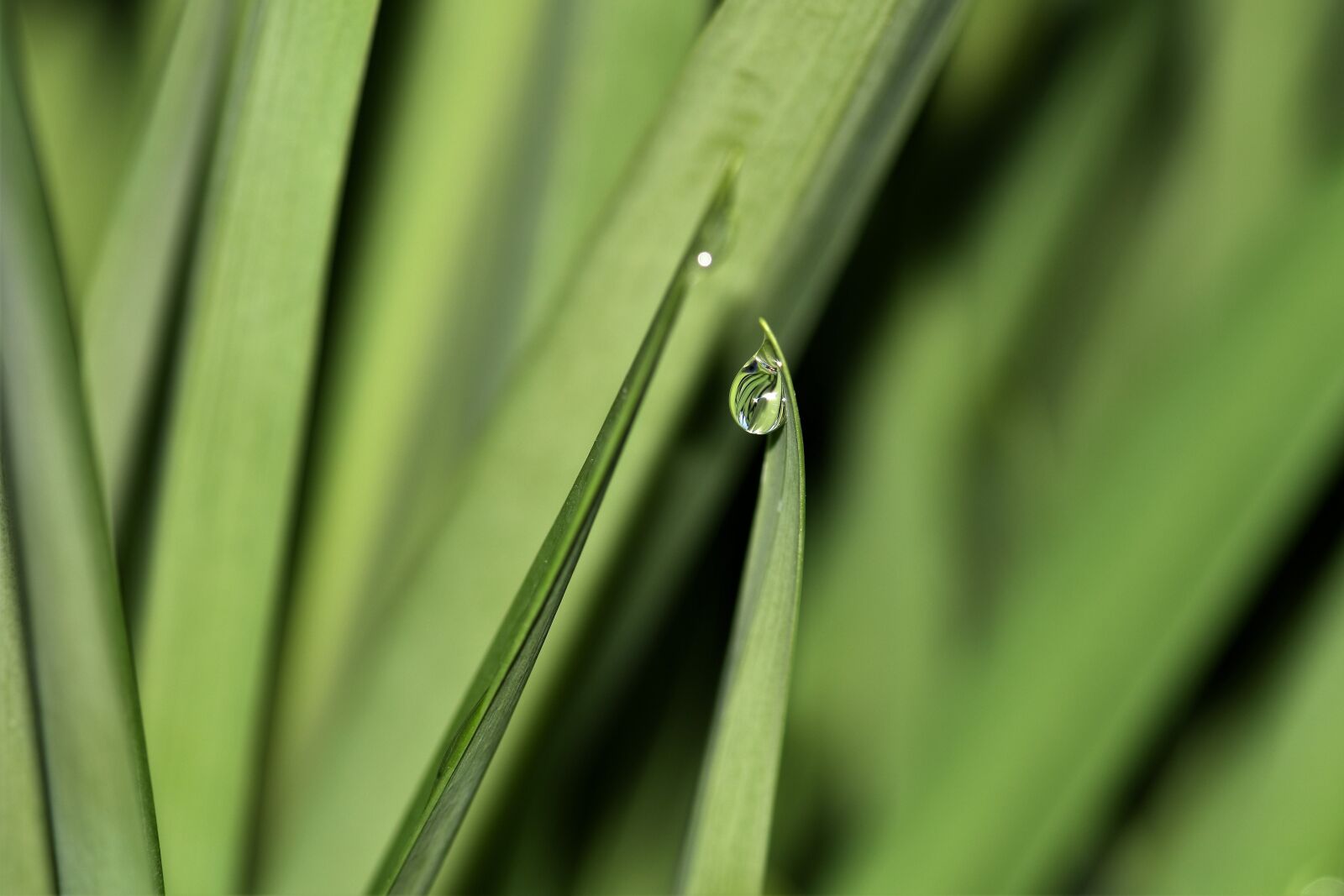 Nikon D5500 sample photo. Raindrop, dewdrop, water photography