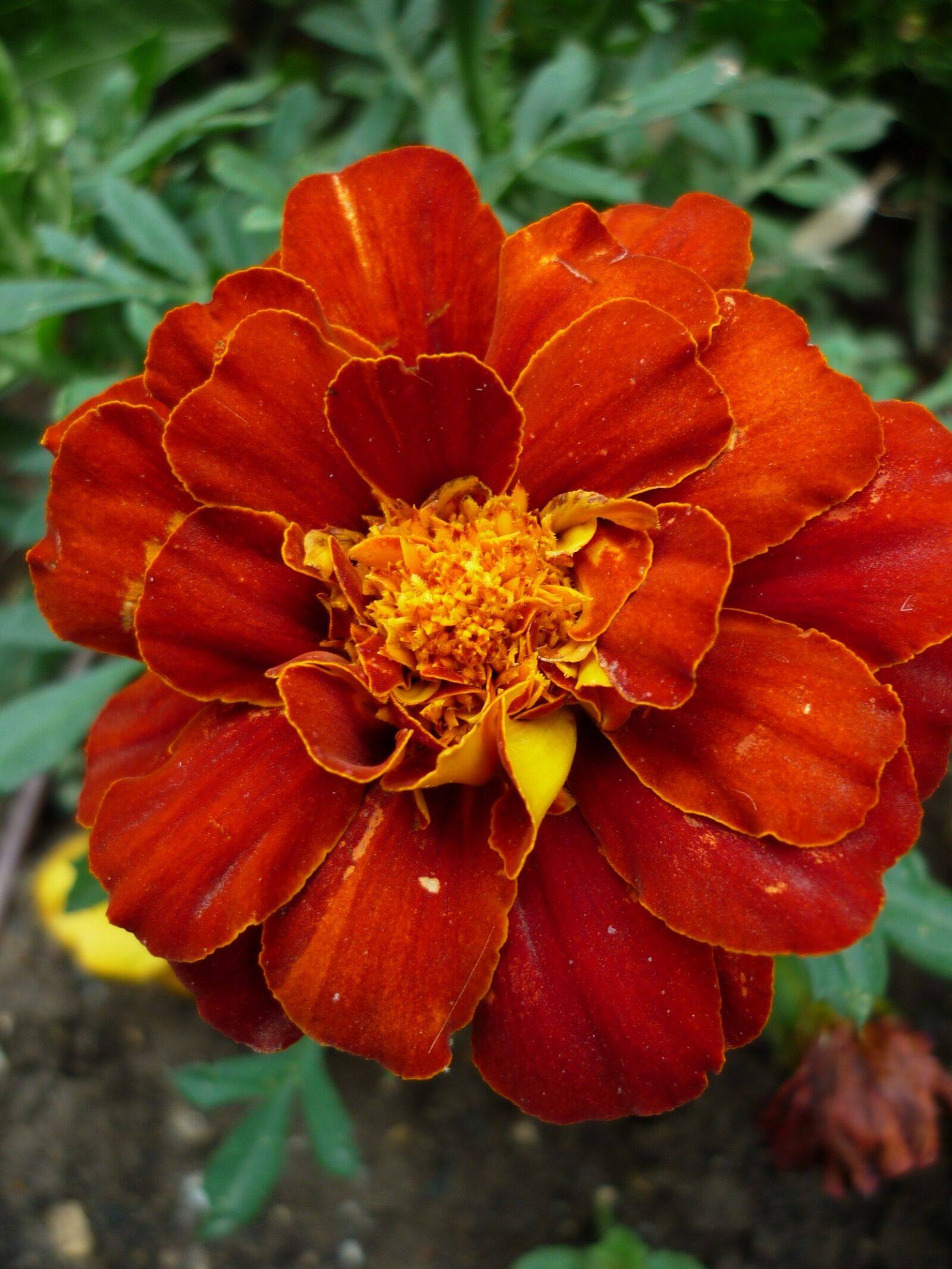 Panasonic Lumix DMC-FS6 sample photo. Marigold, culture, blossom photography