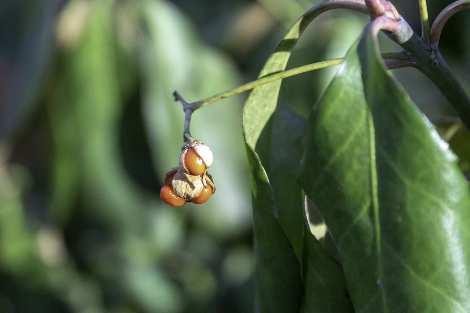 Canon EOS 1300D (EOS Rebel T6 / EOS Kiss X80) sample photo. Wildflower, fruits, fruit photography