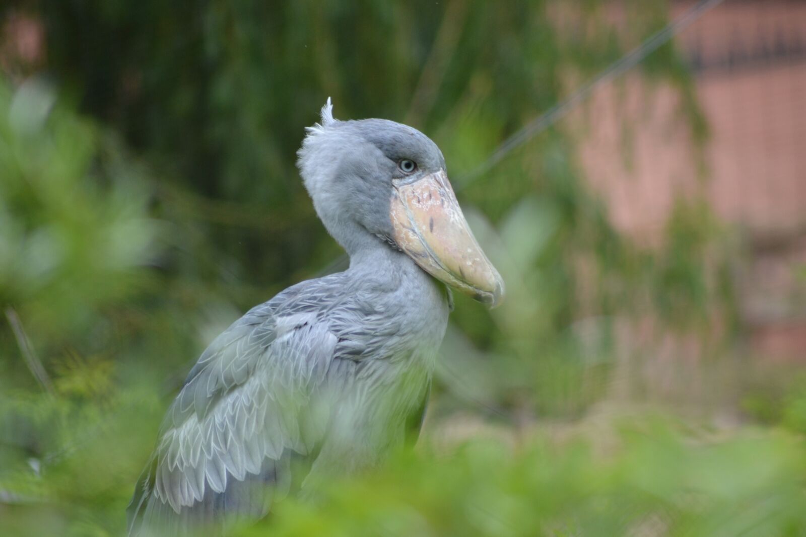 Nikon D3100 sample photo. Bird, beak, big photography
