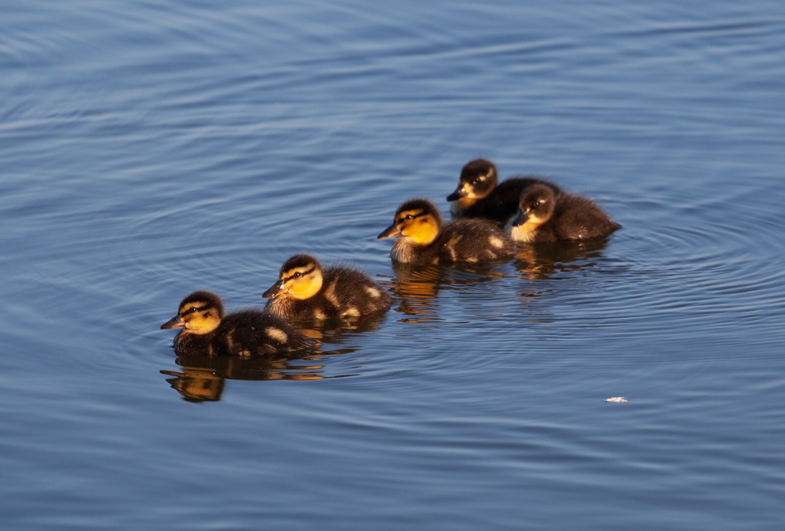 Canon EOS 5D Mark II sample photo. Ducklings, baby ducks, duckling photography