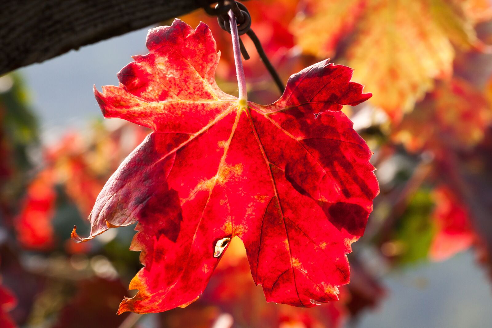 Canon EOS 50D sample photo. Wine, leaf, wine harvest photography