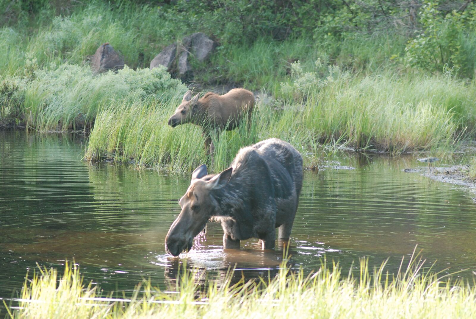 Nikon D80 sample photo. Moose, pair, moose and photography