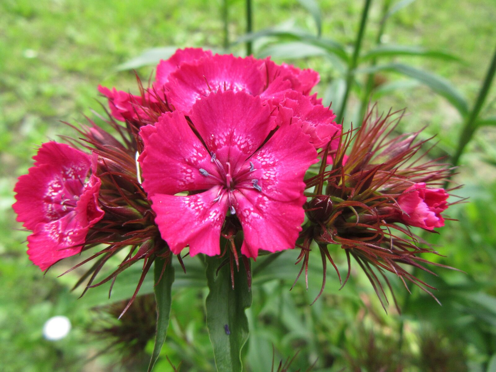 Canon PowerShot SX610 HS sample photo. Flowers, plant, green photography