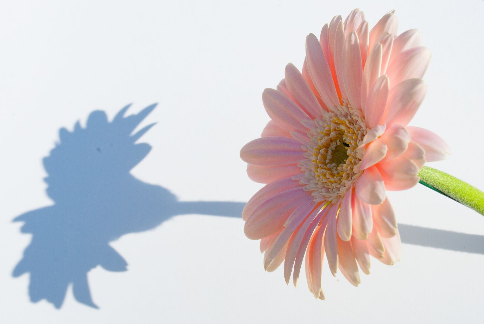 Nikon D3000 sample photo. Margriet, flower, pink photography