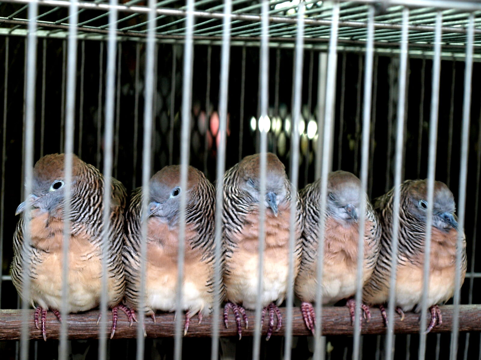 Olympus Zuiko Digital ED 14-42mm F3.5-5.6 sample photo. Birds, budgies, cage, five photography