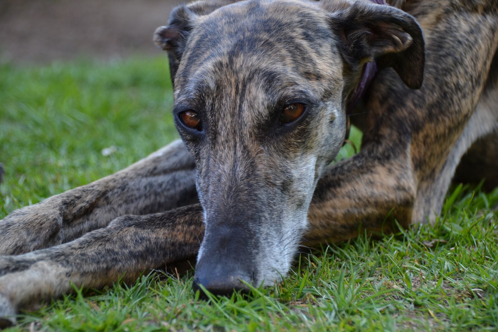 Nikon D3100 sample photo. Dog, galgo, español photography