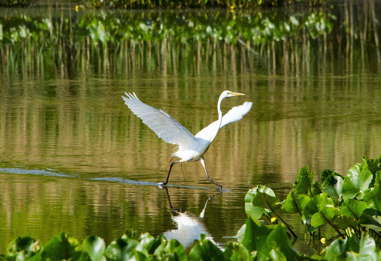 Nikon D7200 sample photo. Heron, bird, waterfowl photography