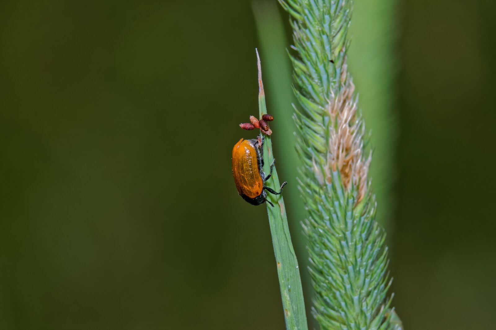 Canon EOS 500D (EOS Rebel T1i / EOS Kiss X3) sample photo. Macro, beetle, nature photography