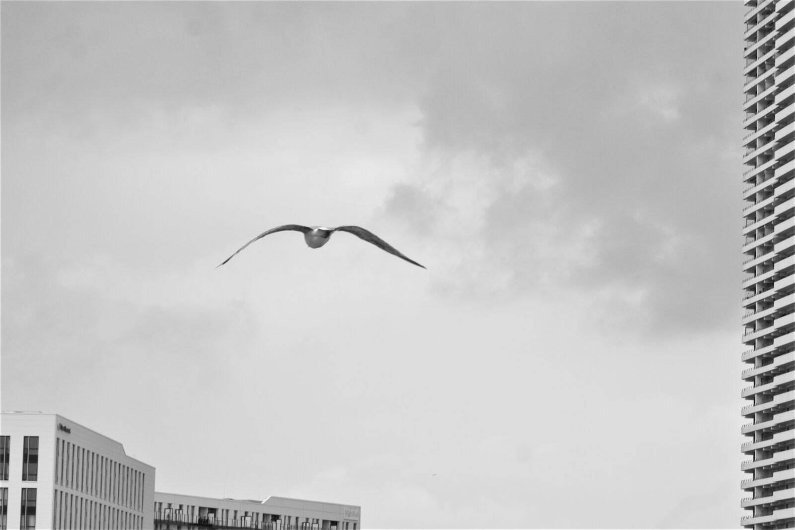 Canon EOS 1000D (EOS Digital Rebel XS / EOS Kiss F) sample photo. Gull, flight, skyscrapers photography