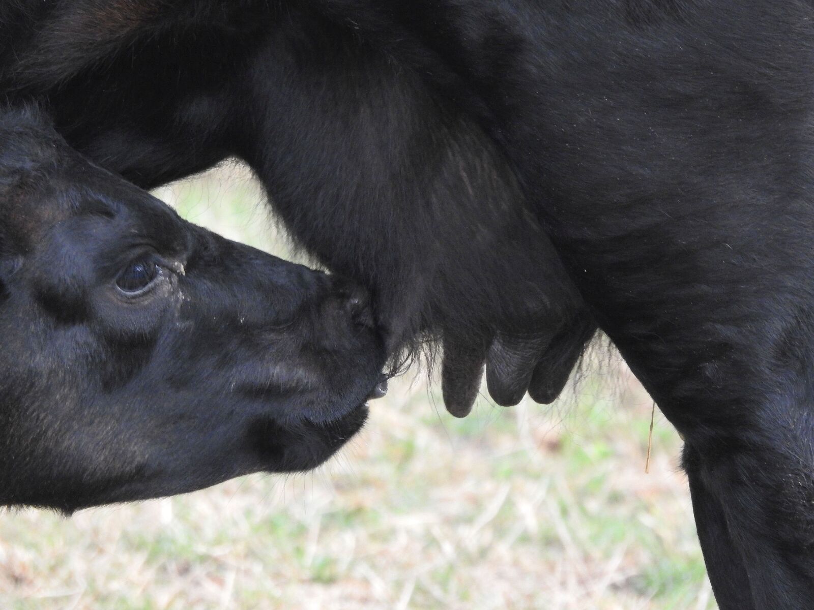 Nikon Coolpix P900 sample photo. Calf, cow, suckle photography