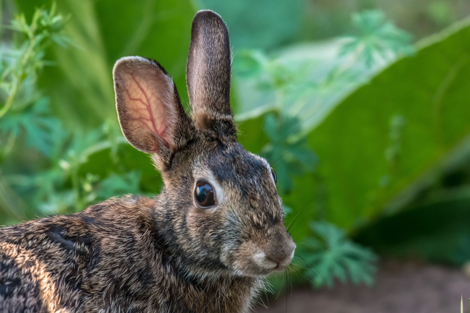Nikon D750 sample photo. Animal, bunny, close-up photography
