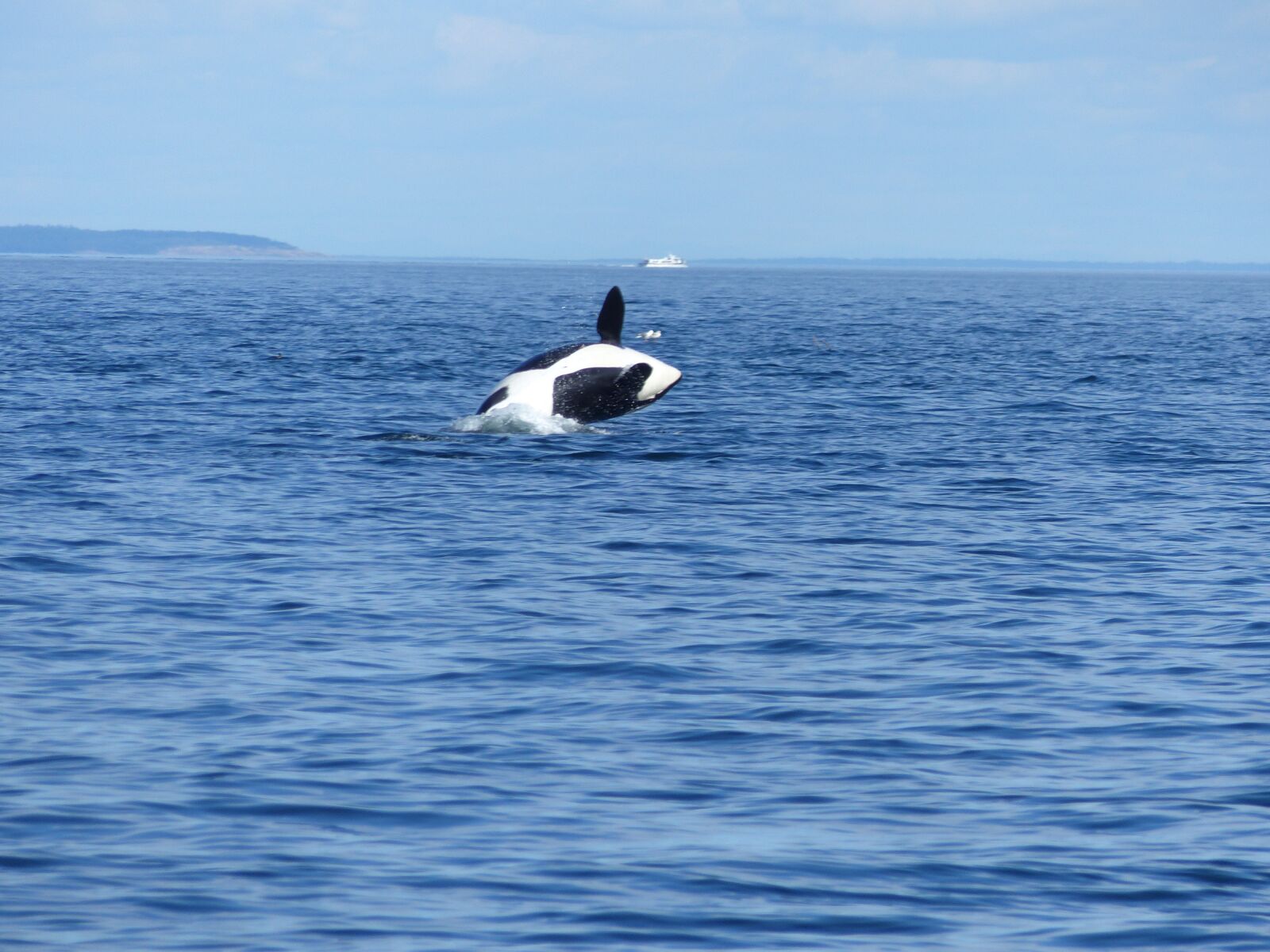 Panasonic Lumix DMC-FZ200 sample photo. Whale, orca, wal photography