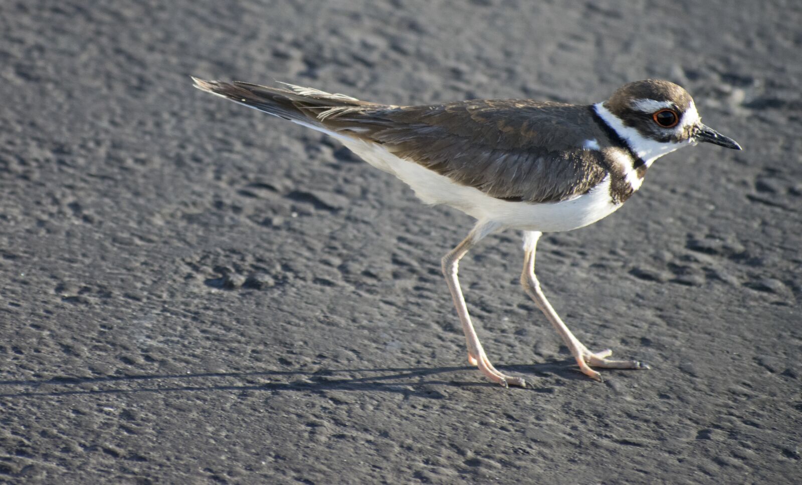Nikon D5300 sample photo. Killdeer, bird, wildlife photography