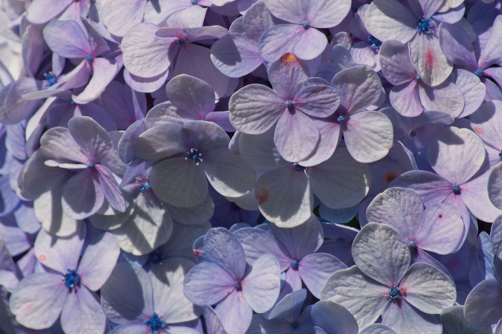 Nikon D3200 sample photo. Costa rica, flowers, hydrangeas photography