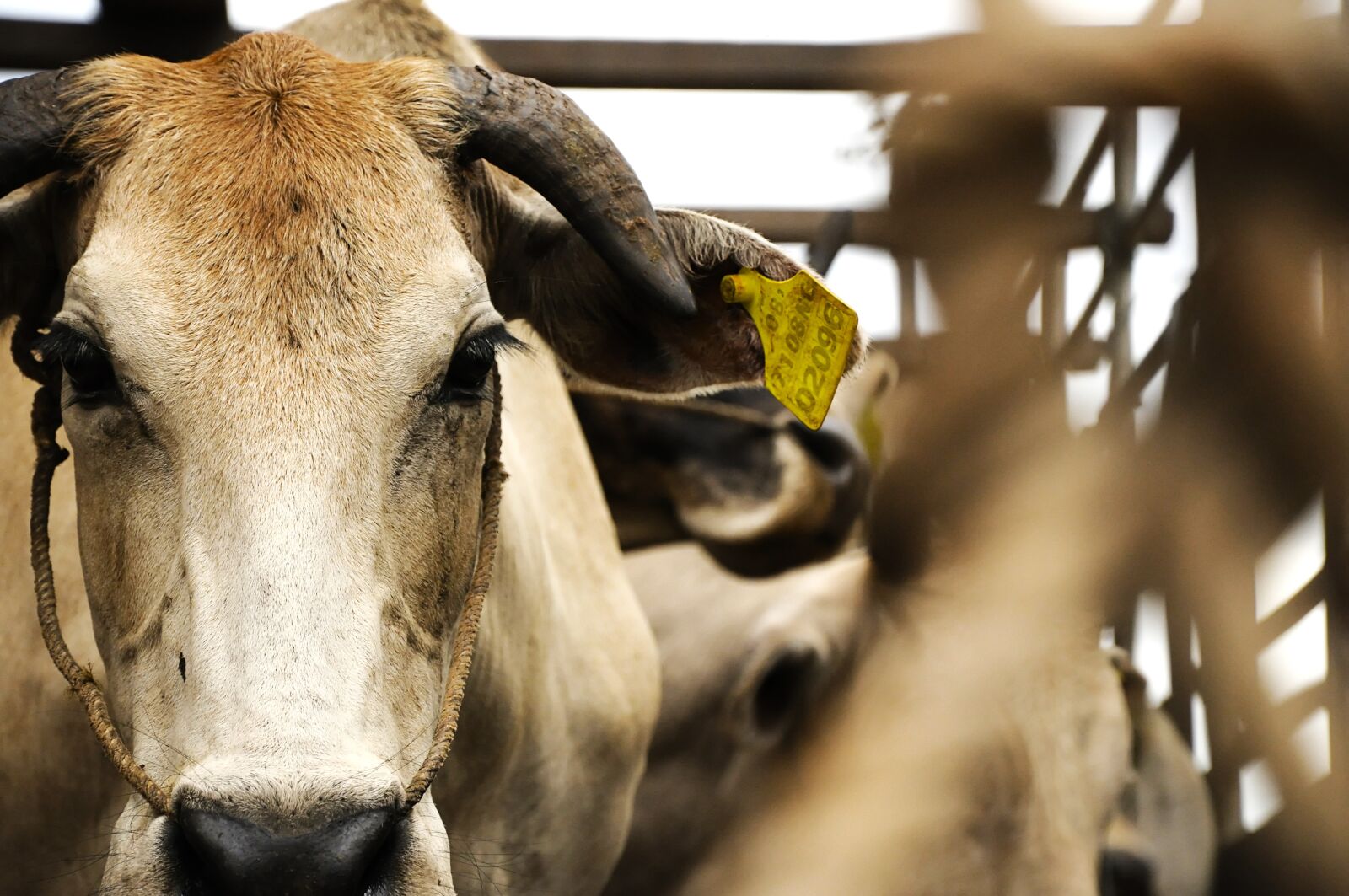 Nikon D90 sample photo. Cow, depression, rope photography