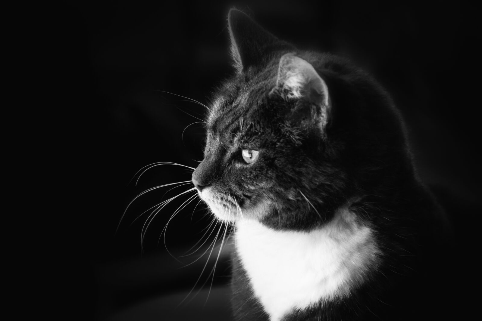 Canon EOS 50D sample photo. Black and white, b photography