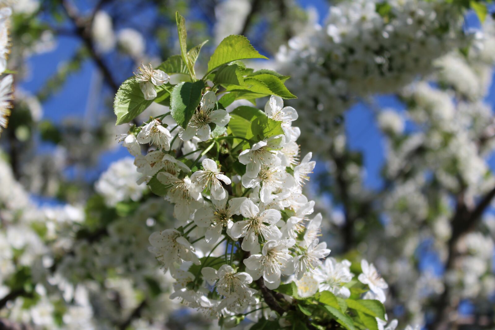 Canon EOS 1200D (EOS Rebel T5 / EOS Kiss X70 / EOS Hi) sample photo. Spring, flower, seasons photography
