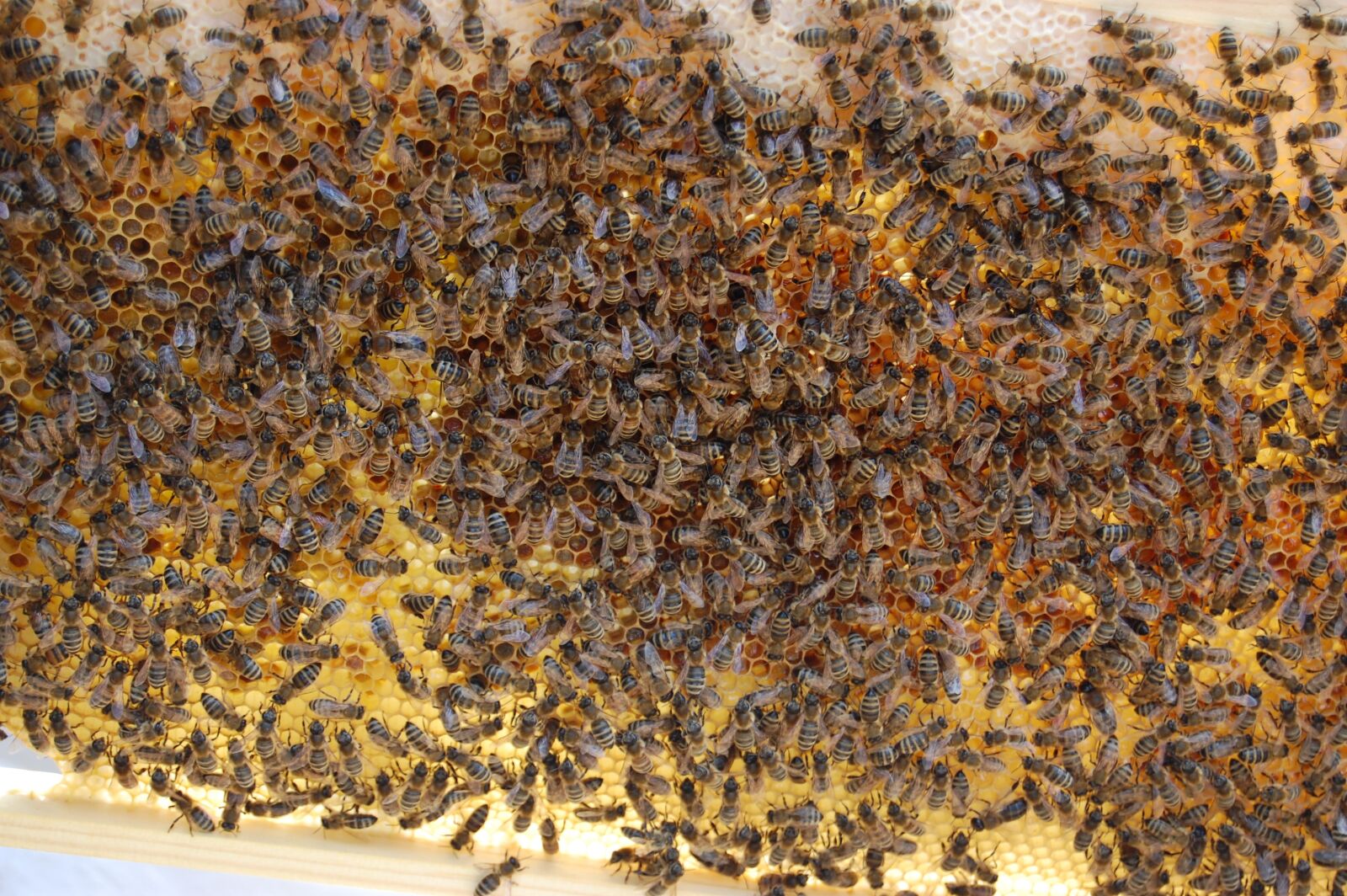 Nikon D40 sample photo. Honey bees, hive, honeycomb photography