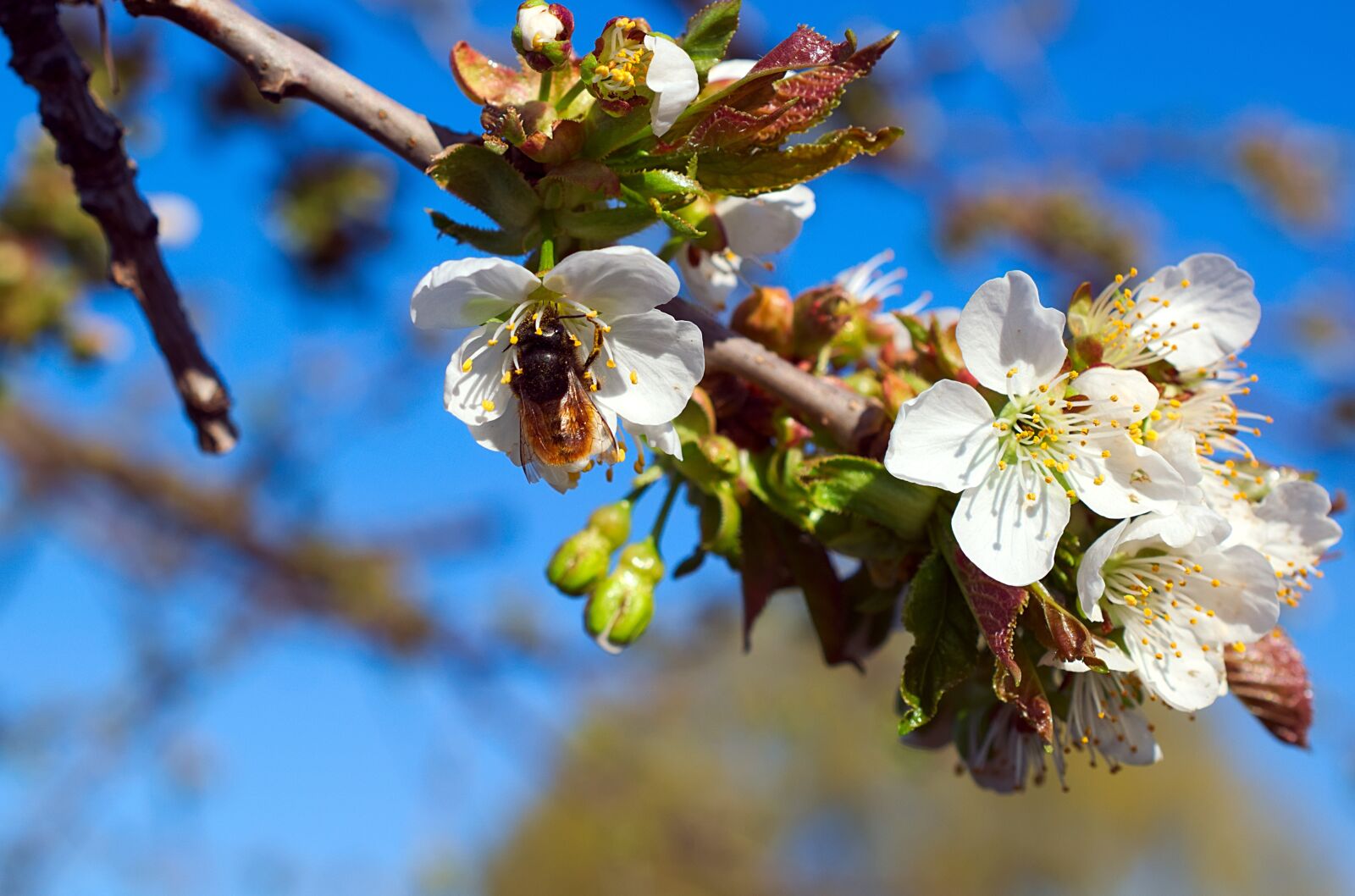 Nikon D3300 sample photo. Cherry tree, blossom, bloom photography