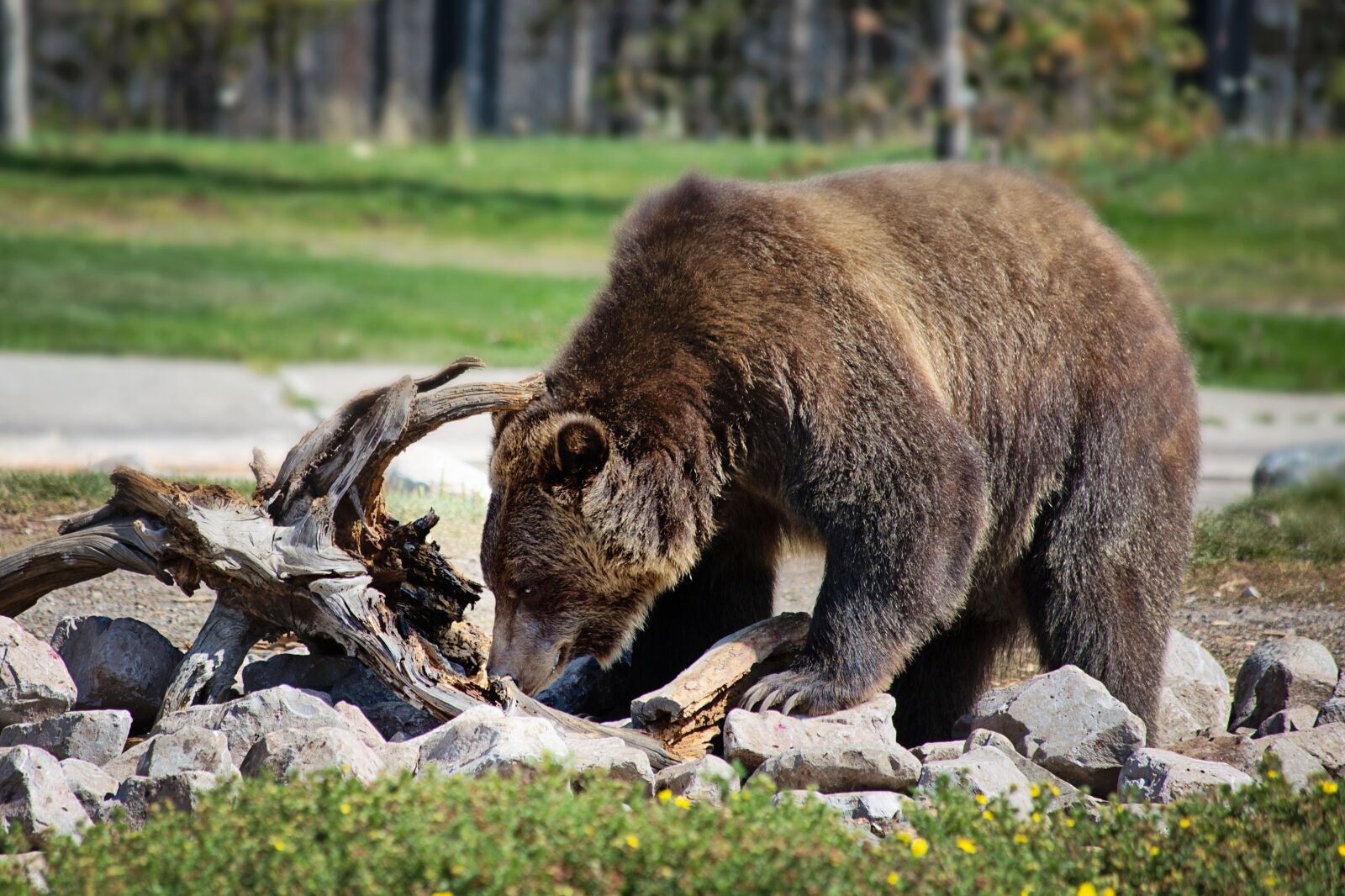 Canon EF 70-300mm F4-5.6 IS USM sample photo. Grizzly bear, bear, grizzly photography